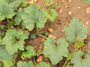 Cucurbita pepo Dancing gourd (or spinning gourd); feuilles