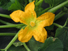 Cucurbita pepo Cheyenne Bush; fleurs-F