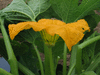 Cucurbita pepo Cheyenne Bush; fleurs-M