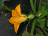 Cucurbita pepo Table king; fleurs-F