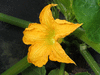 Cucurbita pepo Table king; fleurs-M