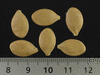 Cucurbita pepo Table king; graines