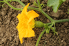 Cucurbita pepo Sugarloaf; fleurs-F