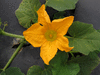 Cucurbita pepo Omaha; fleurs-M