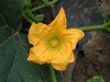 Cucurbita pepo Omaha; fleurs-F