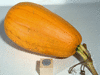 Cucurbita pepo Omaha; fruits