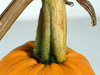 Cucurbita pepo Omaha; pedoncules