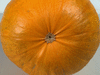 Cucurbita pepo Omaha; ombilics