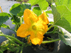 Cucurbita pepo Hopi pumpkin; fleurs-M