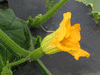 Cucurbita pepo Hopi pumpkin; fleurs-F