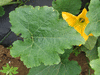 Cucurbita pepo Hopi pumpkin; feuilles