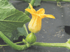 Cucurbita pepo Thelma sanders sweet potato; fleurs-F