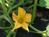 Cucurbita pepo Thelma sanders sweet potato; fleurs-M