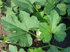 Cucurbita pepo Thelma sanders sweet potato; feuilles