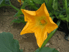 Cucurbita pepo Howdy Doody; fleurs-F