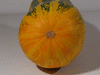 Cucurbita pepo F1 Trifetti; ombilics