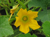 Cucurbita pepo F1 Trifetti; fleurs-M