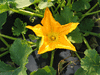 Cucurbita pepo Courge 32-31; fleurs-M