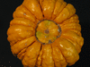 Cucurbita pepo Courge 32-31; ombilics