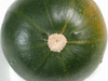 Cucurbita pepo Rolet; ombilics