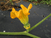 Cucurbita pepo Griffes du diable ten commandment; fleurs-F