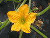 Cucurbita pepo Griffes du diable ten commandment; fleurs-M