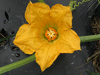 Cucurbita pepo Griffes du diable ten commandment; fleurs-F