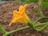 Cucurbita pepo Phat Jack; fleurs-F