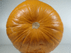 Cucurbita pepo Phat Jack; ombilics