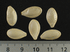 Cucurbita pepo Gucoy-mini; graines
