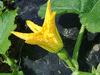 Cucurbita pepo Schehezerade; fleurs-F