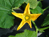 Cucurbita pepo Schehezerade; fleurs-F