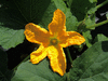 Cucurbita pepo Schehezerade; fleurs-M