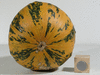 Cucurbita pepo Scheherazade; ombilics