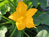 Cucurbita pepo Sweet lightning; fleurs-M