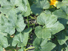 Cucurbita pepo Sweet lightning; feuilles