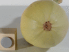 Cucurbita pepo Odessa; ombilics