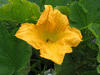 Cucurbita pepo Giant strike; fleurs-M