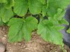 Cucurbita pepo Giant strike; feuilles