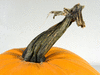 Cucurbita pepo Giant strike; pedoncules