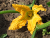 Cucurbita pepo Golden oblong; fleurs-F