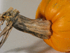 Cucurbita pepo Golden oblong; pedoncules