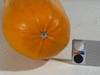 Cucurbita pepo Golden oblong; ombilics