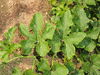 Cucurbita pepo Gold manteca; feuilles