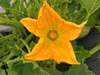 Cucurbita pepo Sucrire de Nouvelle Angleterre; fleurs-M