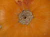 Cucurbita pepo Sucrire de Nouvelle Angleterre; ombilics