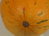 Cucurbita pepo Jewell's hill; ombilics