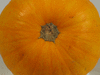 Cucurbita pepo Shawnee; ombilics