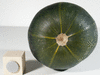 Cucurbita pepo Tondo di piacenza; ombilics