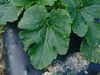 Cucurbita pepo Courgette blanche d'Egypte; feuilles